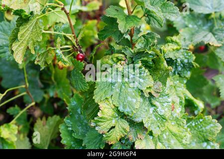 Damaged leaves on a red currant leaves strongly affected with Gall Aphid on currants Stock Photo