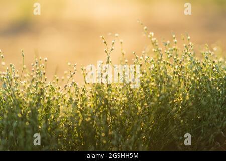 Small green wildflowers or grass meadow on golden hour sunset or sunrise time Stock Photo