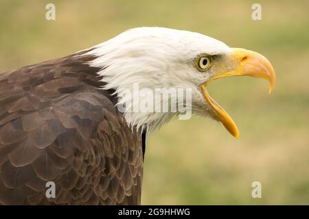 American bald eagle calling Haliaeetus leucocephalus with beak open Stock Photo