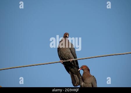 A grey scaly-naped pigeon or patagioenas squamosa with maroon plumage and a scaly nape sits on a wire with a second one sitting below at a side view. Stock Photo