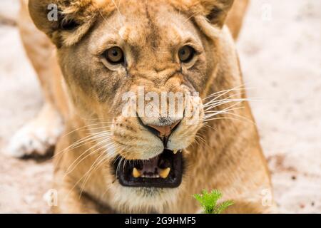 Lioness Close-up portrait, face of a female lion Panthera leo Stock Photo