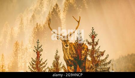 double exposure of deer and forest Stock Photo