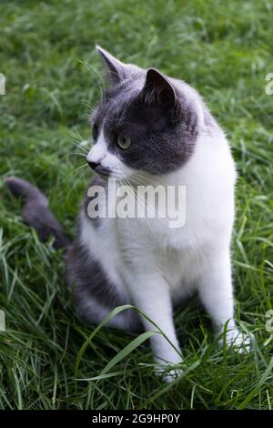 Curious cat sitting on the green grass. Cat on the lawn. Stock Photo