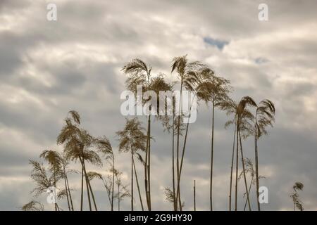 Silhouette of dry thickets of coastal reeds against background of gray cloudy sky. Pampas grass, beauty in nature, outdoor. Copy space. Stock Photo