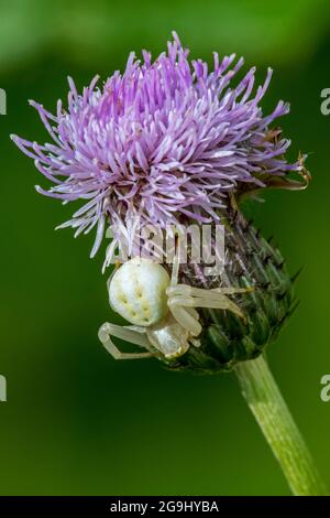 Goldenrod crab spider / flower spider (Misumena vatia) female on creeping thistle / field thistle (Cirsium arvense) in flower in meadow in summer Stock Photo