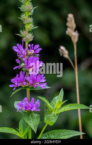 Purple loosestrife / spiked loosestrife / purple Lythrum (Lythrum salicaria) in flower in summer Stock Photo