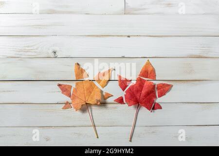 Two autumn maple leaves creatively placed and trimmed on a white wooden background leaving copy space Stock Photo