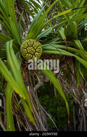 Vertical shot of the common screwpine plant on the beach in the Maldives Stock Photo