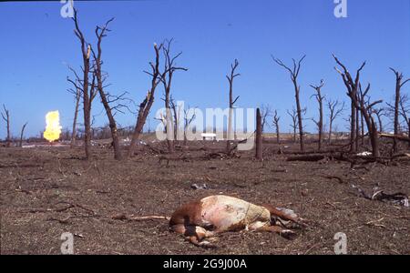 Brenham Texas USA, April 71992:  A dead cow lies amid rubble after a natural gas pipeline explosion leveled a rural area outside of Brenham. The blast killed one person and several cattle, and injured a score of people. ©Bob Daemmrich Stock Photo