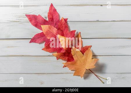 Autumn maple leaves on a white wooden background with graduated colors from red to yellow arranged in line Stock Photo