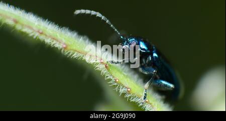 Blue Mint Beetle (Chrysolina coerulans) Stock Photo