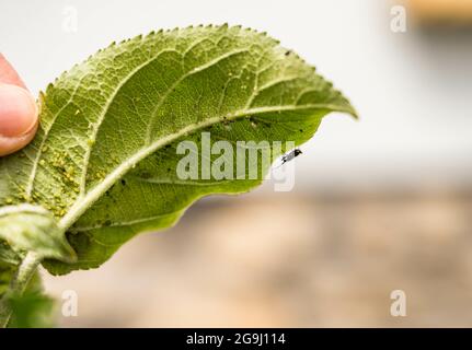 Hand holding a green leaf with aphids on the inside of it - Agricultural pest, Infected apple tree Stock Photo