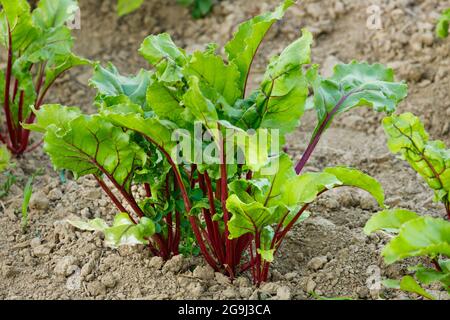 Young beetroots in the field Stock Photo