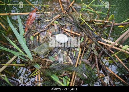 Great Crested Grebe, Podiceps cristatus, egg on floating nest, Brent Reservoir, London, United Kingdom Stock Photo
