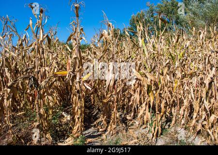 Corn field in autumn ready for harvesting Stock Photo