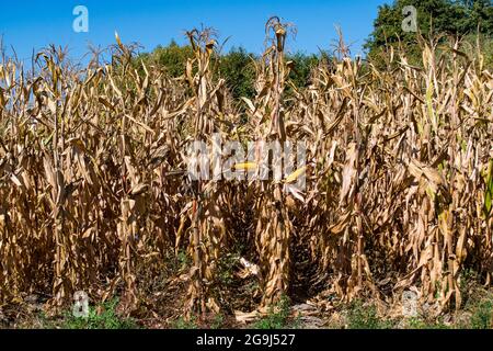 Corn field in autumn ready for harvesting Stock Photo