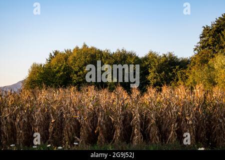 Corn field in autumn ready for harvesting Stock Photo