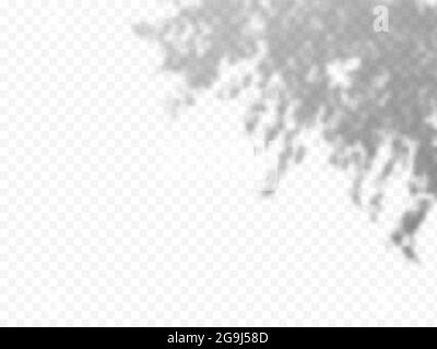 Realistic Vector transparent overlay blured shadow of branch leaves. Stock Vector