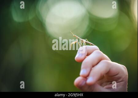 The European mantis (Mantis religiosa) on a hand. Young animal, a nymph. Nice bokeh background. Stock Photo