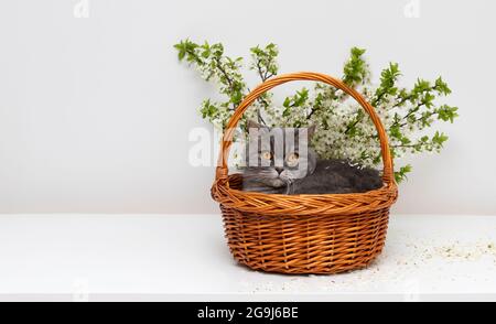 Scottish straight cat in flower basket on a white table. Greeting card or Easter composition. Cat in cherry blossoms. Copy space. Stock Photo