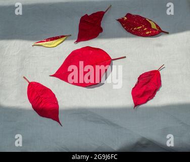 Six fallen poinsettia leaves of various sizes, shapes and coloring lay in the sunlight on a gray backdrop. A good photo for discussing flower care. Bo Stock Photo