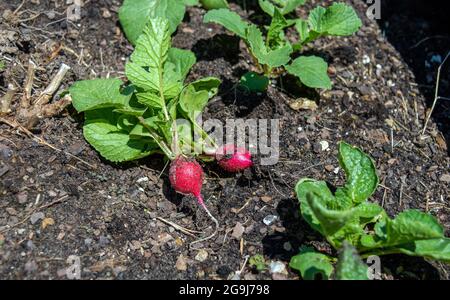 With bright green tops, red radishes against a black soil background, this is an eye appealing country garden display from Missouri. Bokeh effect. Stock Photo