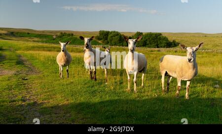 Blue Faced Leicester Ewes Stock Photo