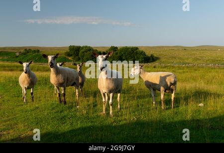 Blue Faced Leicester Ewes Stock Photo