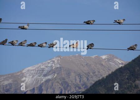 rows of pigeons on power line with view of the mountains Stock Photo