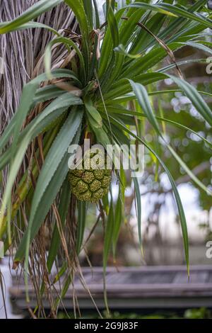 Vertical shot of the common screwpine plant on the beach in the Maldives Stock Photo