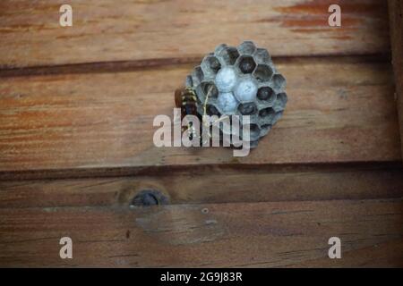 closeup of a nest, eggs and a bee species on a wood wall Stock Photo