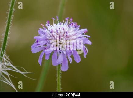 a beautiful pink violet field scabious (Knautia arvensis) growing wild on Salisbury Plain, Wiltshire UK Stock Photo