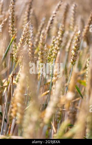 wheat ears or wheat heads in a field selectively focusing on one head Stock Photo