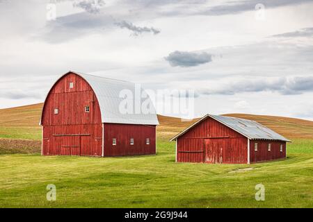 Albion, Washington, USA. May 23, 2021. Red barns in wheat fields in the Palouse hills. Stock Photo