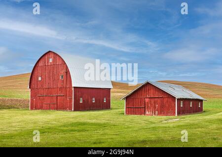 Albion, Washington, USA. May 23, 2021. Red barns in wheat fields in the Palouse hills. Stock Photo