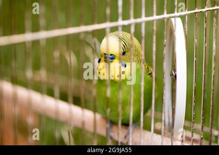 Green budgerigar parrot close up sits on cage near the mirror. Cute green budgie. Stock Photo
