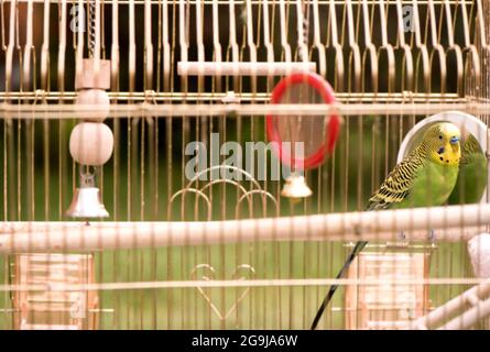 Green budgerigar parrot close up sits on cage near the mirror. Cute green budgie. Stock Photo