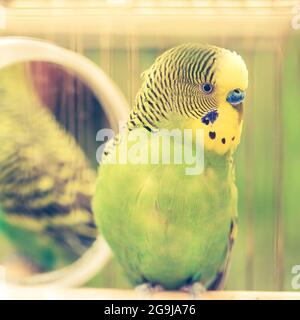 Green budgerigar parrot close up sits on cage near the mirror. Cute green budgie. Stock Photo