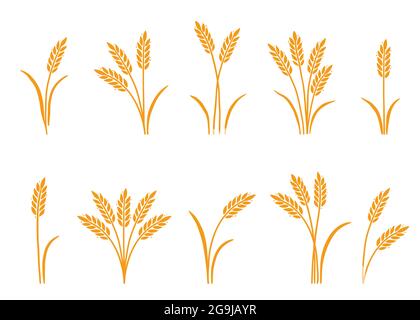 Wheat, barley, rice icon. Hand drawn sketch style oat with grain. Wheat isolated vector illustration. Golden color barley. Stock Vector