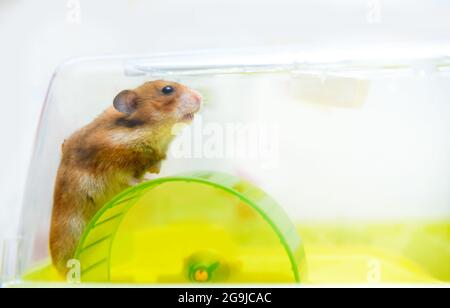 Funny ginger hamster running on wheel  in his cage Stock Photo