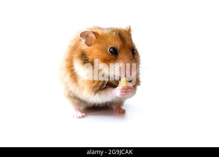 hamster eating a piece of banana  isolated on white background Stock Photo