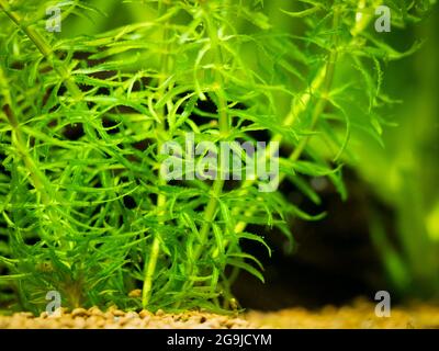 Selective focus of Elodea canadensis (American waterweed or Canadian waterweed or pondweed) on a fish tank - macro close up Stock Photo