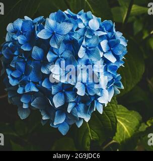 Blue hydrangea blossoming in the spring garden Stock Photo
