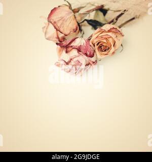 Dried roses stacking on white. Sepia toned image. Stock Photo