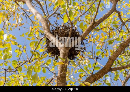 Birds nest in tree with blue sky Stock Photo