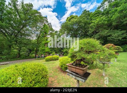 tokyo, japan - june 25 2019: Closeup on a traditional Japanese bonsai art pine tree exhibited on the lawn of the hill of the Kakumei teahouse dedicate Stock Photo