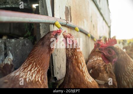 Chickens drinking water, color photography Stock Photo