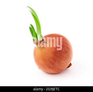 Sprouted onion isolated on white background Stock Photo