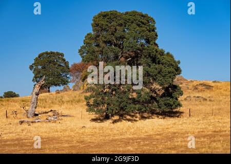 Amador County Golden Landscape, California Stock Photo