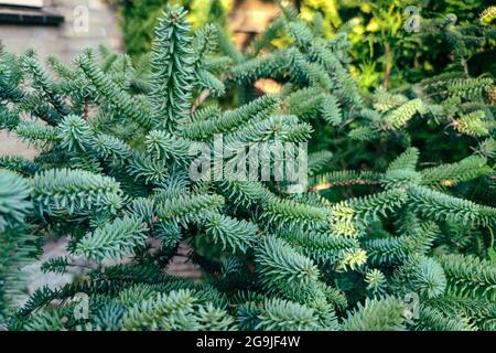 Beautiful stiff dark green needles of Spanish Fir (Abies pinsapo) Stock Photo